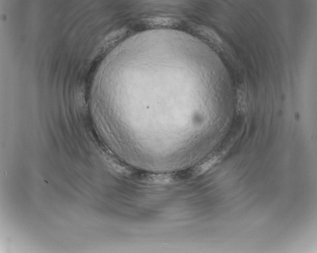 X0000060560377200511241257