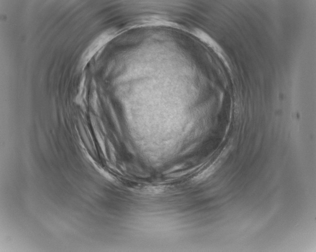 X0000060561385200511241240