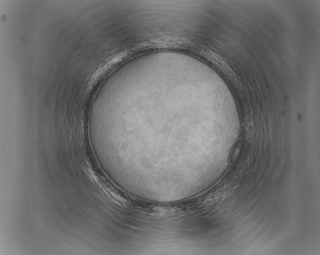 X0000060560442200512011646