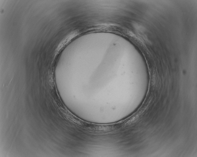 X0000060561362200512011631