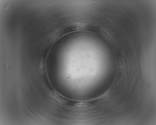 X0000060570082200511031320