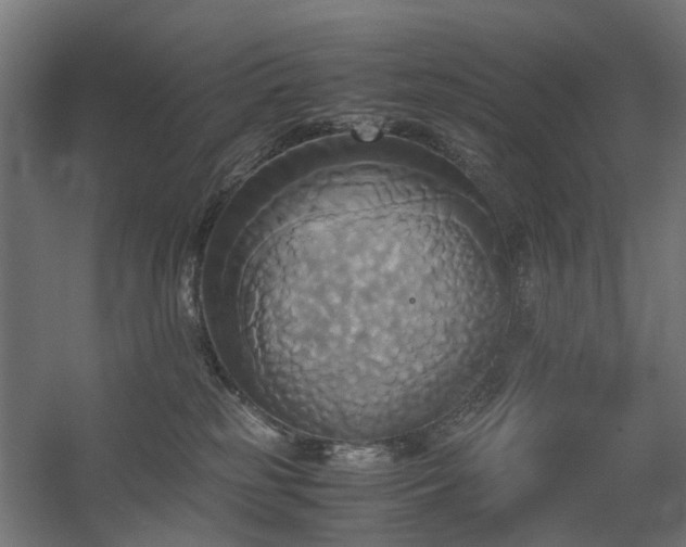 X0000060570185200511031319