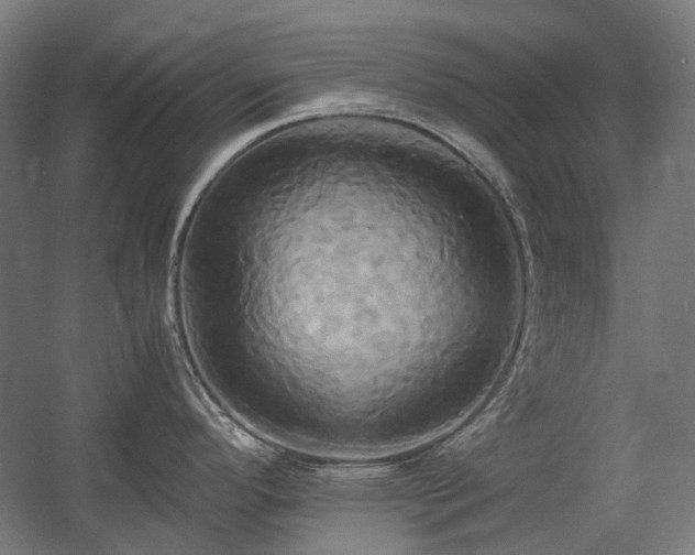 X0000060571296200511031259