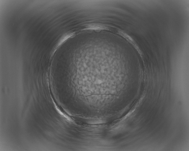 X0000060571433200511031258
