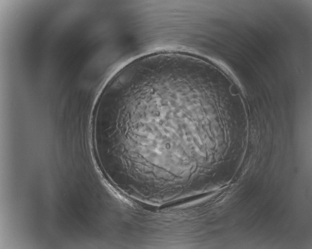 X0000060570903200511071016