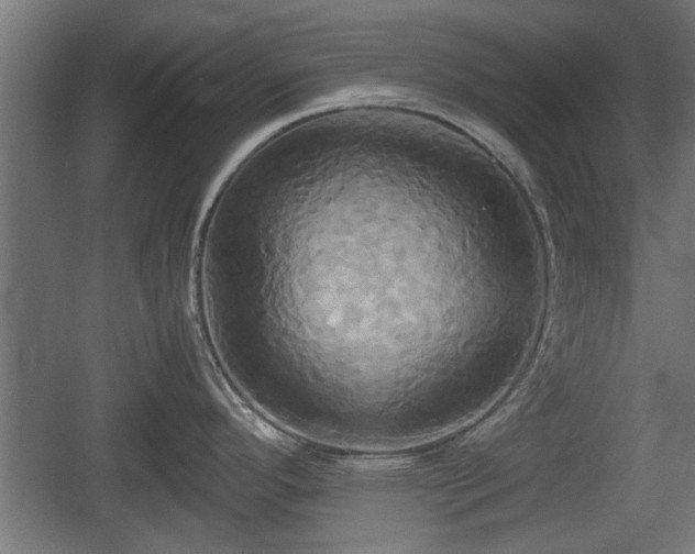 X0000060571296200511071009