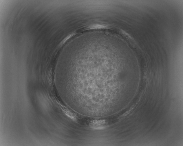 X0000060571313200511071008