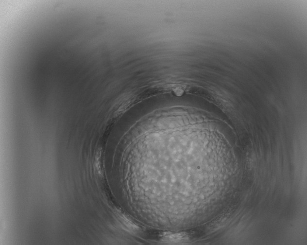 X0000060570185200511101639