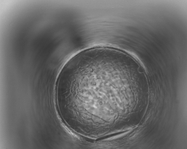 X0000060570903200511101626