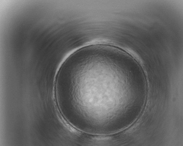 X0000060571296200511101620