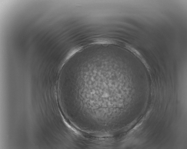 X0000060571433200511101618