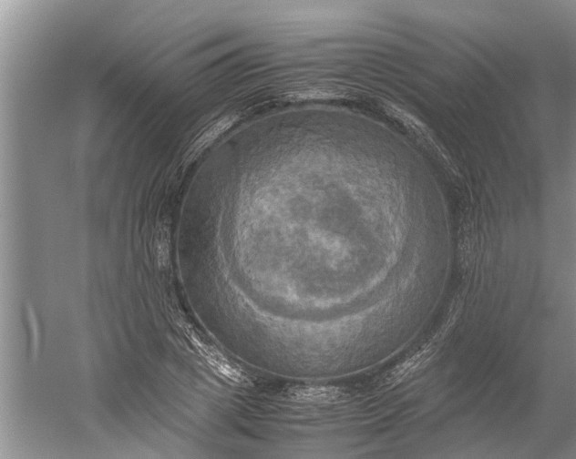 X0000060570833200511171629