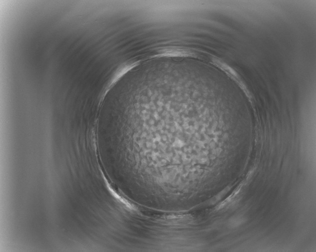 X0000060571433200511171620