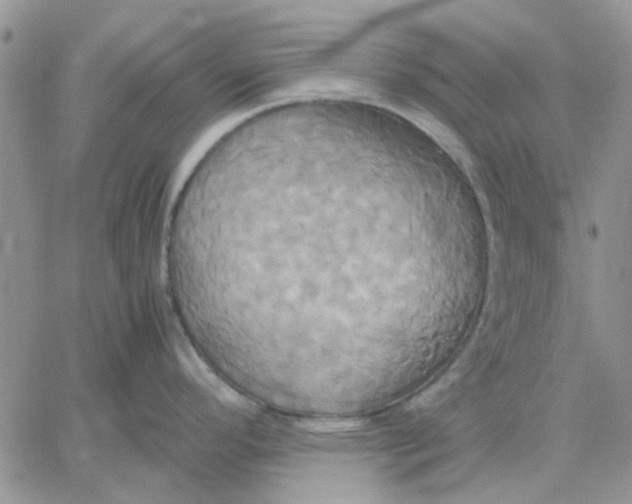 X0000060571296200511241306