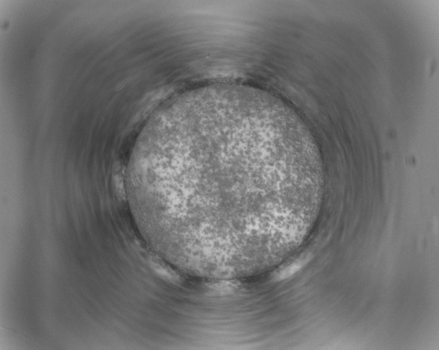 X0000060570432200512011712