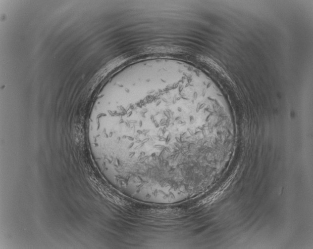 X0000060571025200512011702