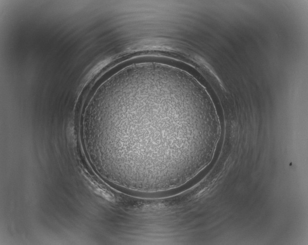 X0000060580882200511031333