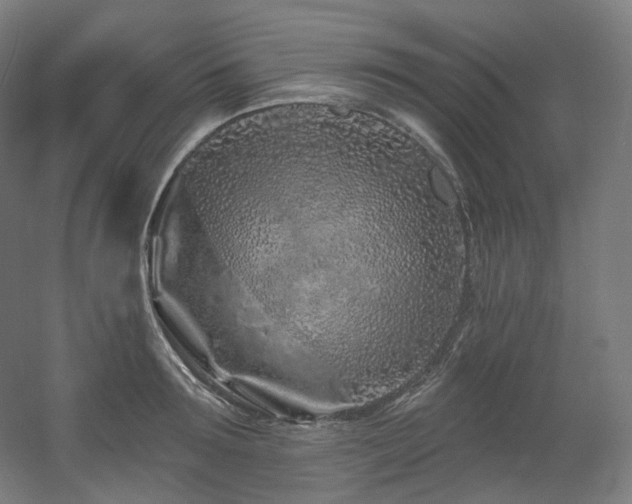 X0000060580899200511031333