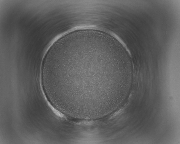 X0000060581245200511031328