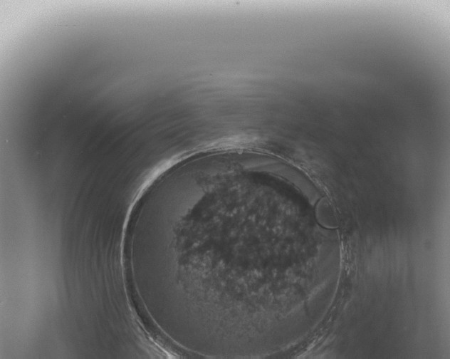 X0000060580196200511101705