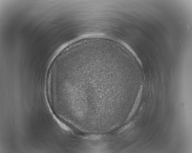 X0000060581245200511171649