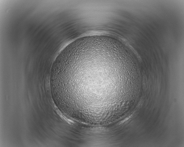 X0000060581417200511171645