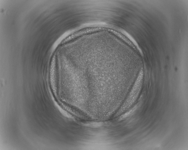 X0000060581245200511241333