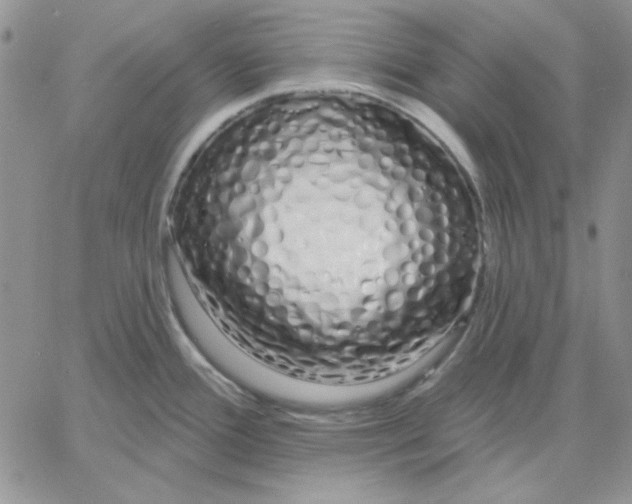 X0000060581388200511241330