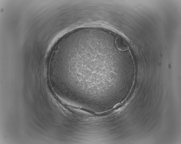 X0000060581506200511241328