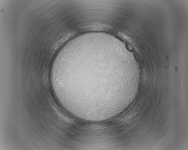 X0000060580394200512011738