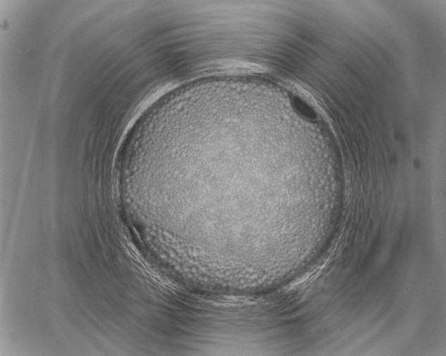 X0000060580835200512011731