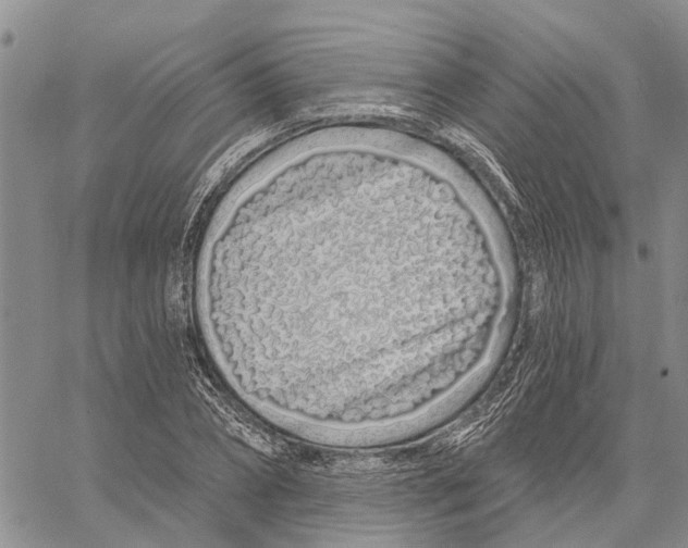 X0000060580882200512011730