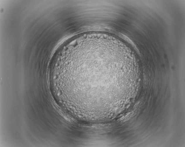 X0000060581035200512011728