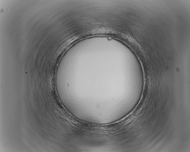 X0000060581217200512011724