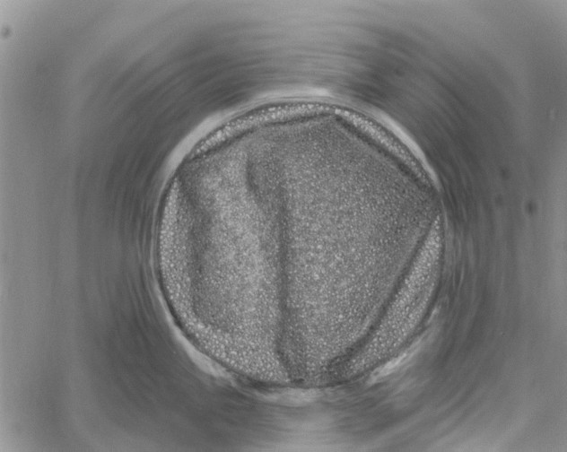 X0000060581245200512011725