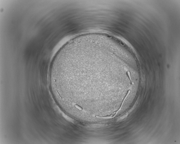 X0000060581294200512011723