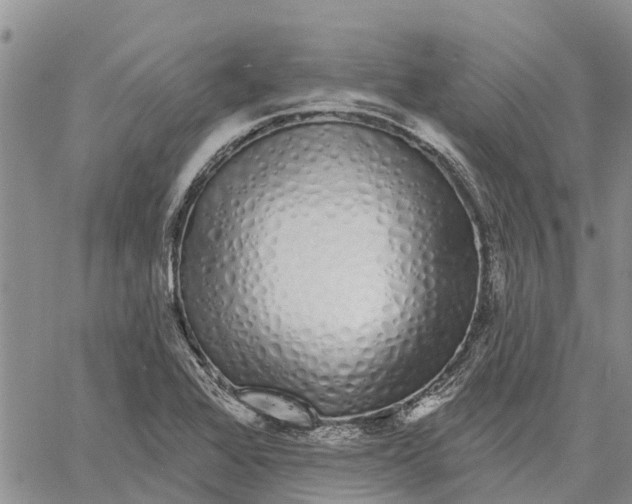 X0000060581368200512011722