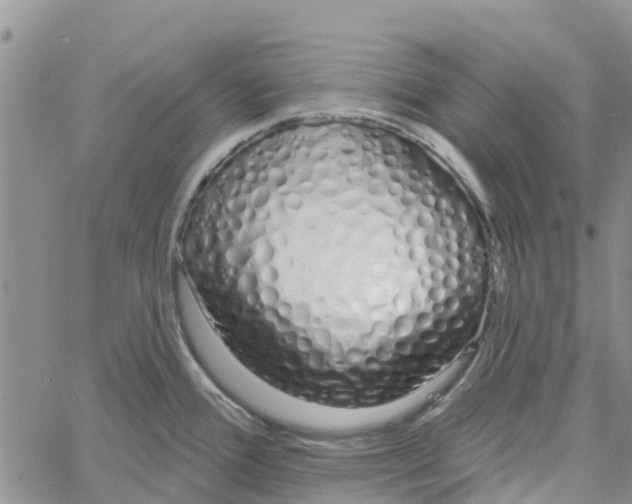 X0000060581388200512011722