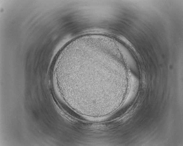 X0000060581466200512011720