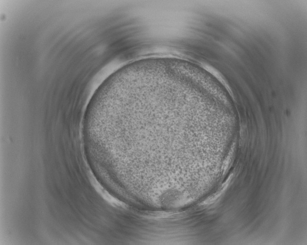 X0000060581482200512011720