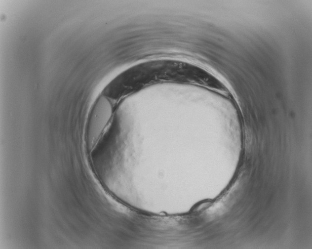 X0000060581533200512011720