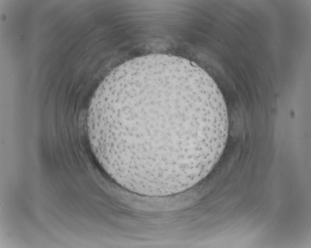 X0000060740034200512081929