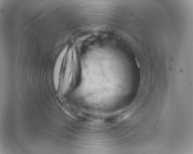 X0000060740720200512081918