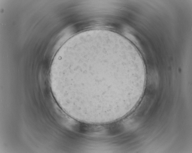 X0000060741338200512081908