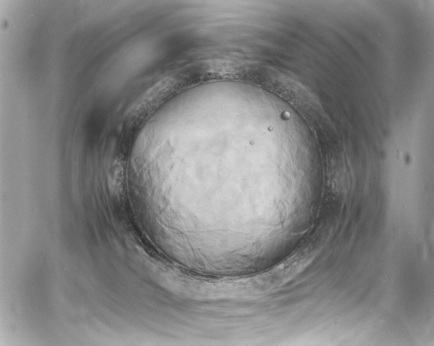 X0000060750036200511101127