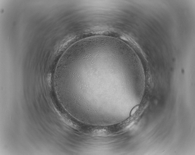 X0000060750066200511101126