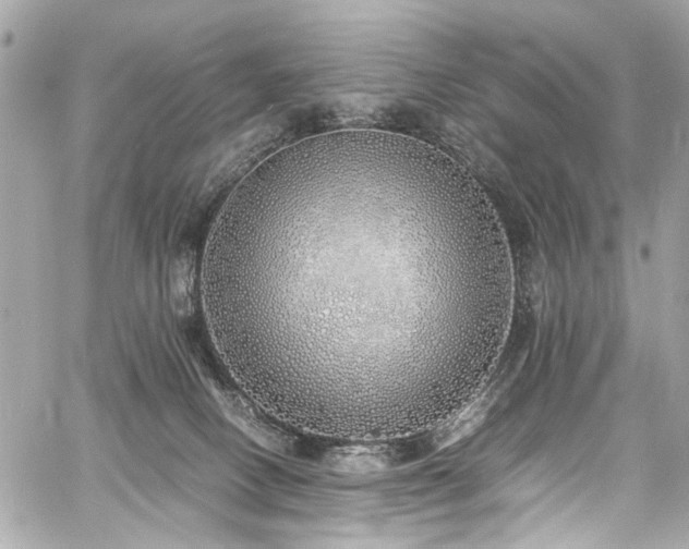 X0000060750082200511101126