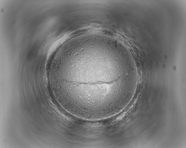 X0000060750245200511101123