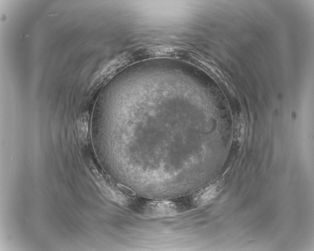 X0000060750427200511101120