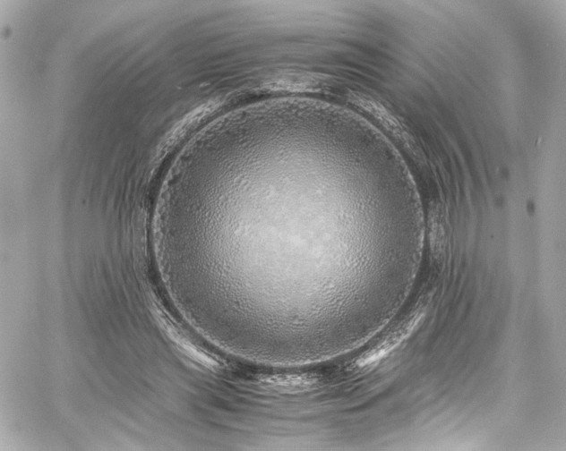 X0000060750445200511101120